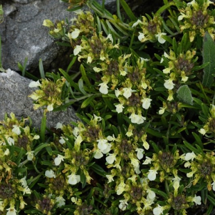 Teucrium montanum